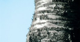 Deblo stabla trešnje