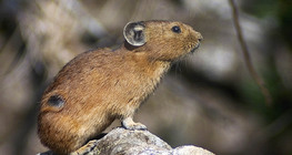 Zviždar