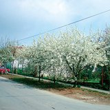 Stabla trešnje