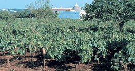 Vinograd na crvenici