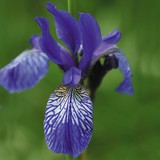 Sibirska perunika