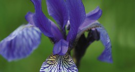 Sibirska perunika