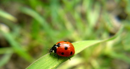 Bubamara