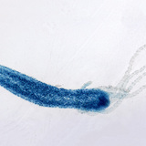 Slatkovodna hidra (obojena)