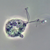 Uzročnik trichomonas vaginalisa (snimak pomoću faznog kontrasta)