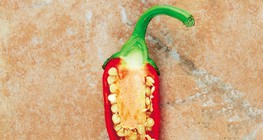 Crvena paprika