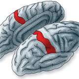 Mjesto u cerebralnom korteksu gdje se obrađuju informacije iz receptora kože