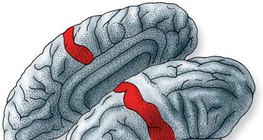 Mjesto u cerebralnom korteksu gdje se obrađuju informacije iz receptora kože