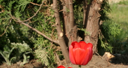Tulipani