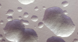 Kolonije bakterije E. coli u izvornoj boji (bijela)