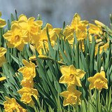 Narcisi
