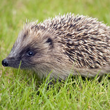 Jež