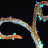 Tučak maslačka s peludi