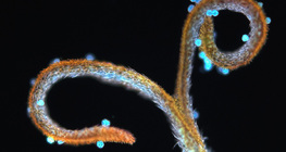 Tučak maslačka s peludi