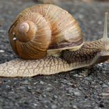 Puž