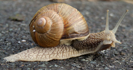 Puž