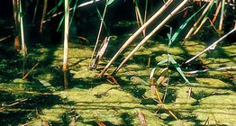 Alga vodena svila