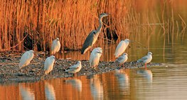 Ptice močvarice se sunčaju u jutarnjem suncu