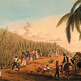 William Clark: Rezanje šećerne trske, Antigua