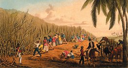 William Clark: Rezanje šećerne trske, Antigua