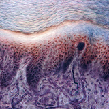 Poprečni presjek kože ljudskog prsta sa receptorima