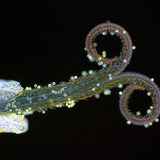 Tučak maslačka s peludi (pod UV svjetlom)