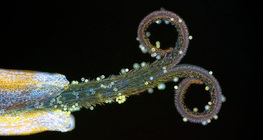 Tučak maslačka s peludi (pod UV svjetlom)