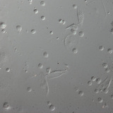 Krvne stanice larve vinske mušice