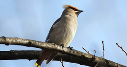 Kugara