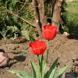 Tulipan