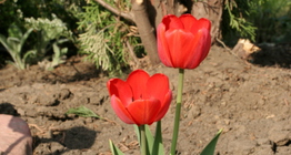 Tulipan