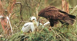 Škanjac hrani mlado