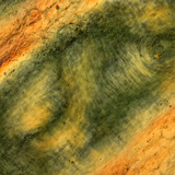 Nabori kože ljudskog prsta osvijetljeni polariziranim svjetlom