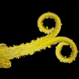 Tučak maslačka s peludi (bijelo svjetlo, tamna pozadina)