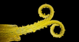 Tučak maslačka s peludi (bijelo svjetlo, tamna pozadina)