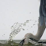 Siva čaplja pri lovu na ribu