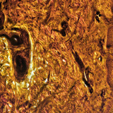 Poprečni presjek kože ljudskog prsta