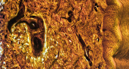 Poprečni presjek kože ljudskog prsta