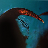 Paukova kliješta s otrovnom kljovom