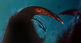 Paukova kliješta s otrovnom kljovom