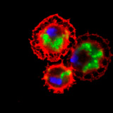 Krvne stanice vinske mušice (obojene u crveno) proždiru bakterije (obojene u zeleno)