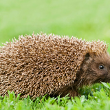 Jež