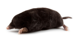 Moljac