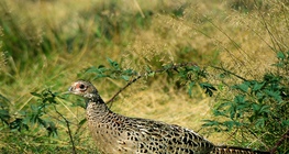 Fazan (ženka)