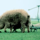 Mangalica svinja