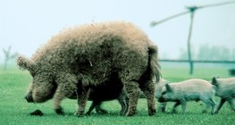 Mangalica svinja