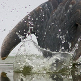 Siva čaplja pri lovu na ribu