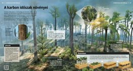 Biljni svijet u karbonu