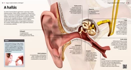 Hearing