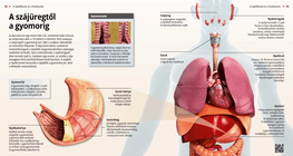 From the Oral Cavity to the Stomach